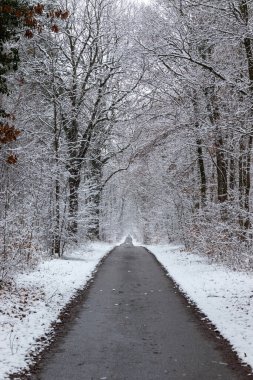 Empty lane in the forest after snow fall. Vertical wintertime landscape and abstract countryside path between the trees