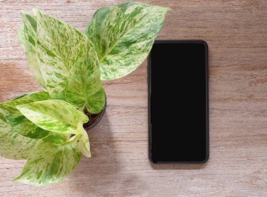 Üst manzara, akıllı telefon ve Epipremnum aureum mermer kraliçesi saksıdaki bitki ya da tahta masadaki küçük ağaç. Düz konum, metin için boşluk