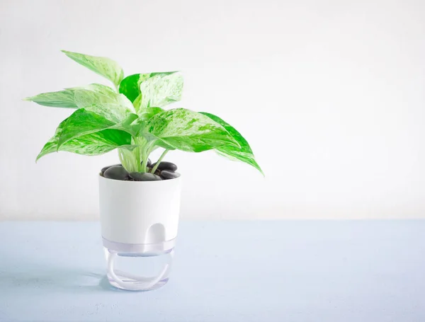 Epipremnum aureum mermer kraliçe bitkisi şeffaf çift katmanlı plastik çiçek saksısında, çiçekli pamuk ipi açık mavi ahşap masada ya da oturma odasında. Metnin için boşluk