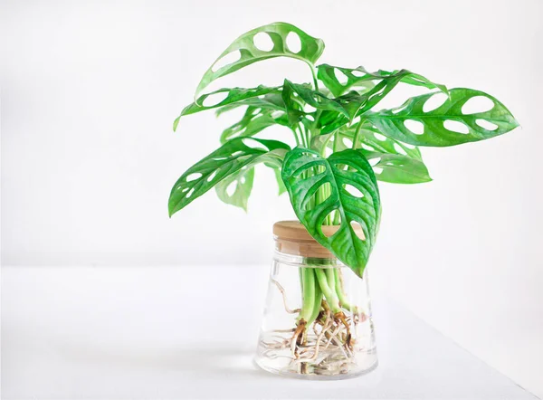Monstera adansonii (Monstera Obliqua Miq) 