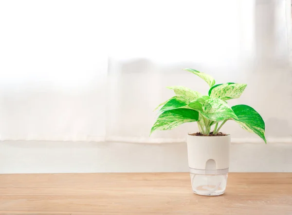 Epipremnum aureum mermer kraliçe bitkisi şeffaf çift katmanlı plastik çiçek saksısında, kendi kendine sulandıran çiçek saksısı pamuğundan halat ofis veya oturma odasında. Metnin için boşluk.