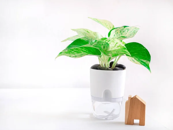 Epipremnum aureum mermer kraliçe bitki şeffaf çift katmanlı plastik çiçek saksısı, kendi kendine sulandıran pamuk halat beyaz ahşap masa üzerinde ev ahşap oyuncağı, ofis ya da ev dekorasyonu.