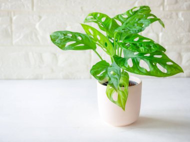 Monstera adansonii (Monstera Obliqua Miq) 