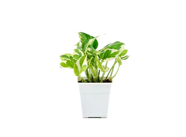 Epipremnum Aureum Pflanze Topf Isoliert Auf Weißem Hintergrund Zimmerpflanze Für — Stockfoto
