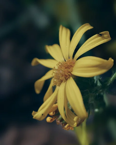 stock image Asteroideae is a subfamily of the plant family Asteraceae. 