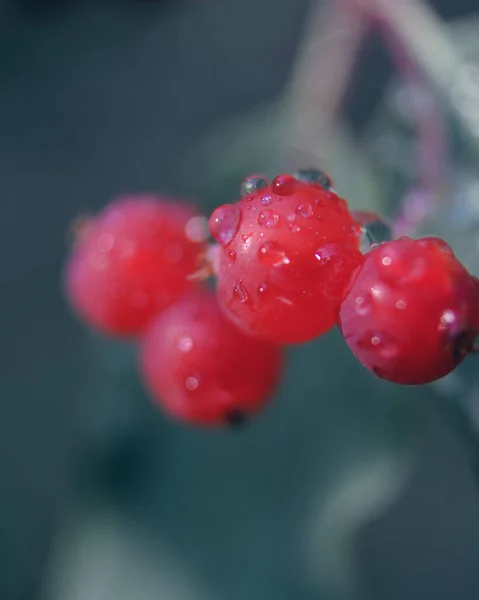 Questa Bellissima Fotografia Cattura Vibrante Sorbus Sambucifolia Rossa Conosciuta Anche — Foto Stock
