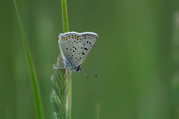 Mały Szary Motyl Naturze Spoczywający Roślinach Makro Zbliżenie — Zdjęcie stockowe