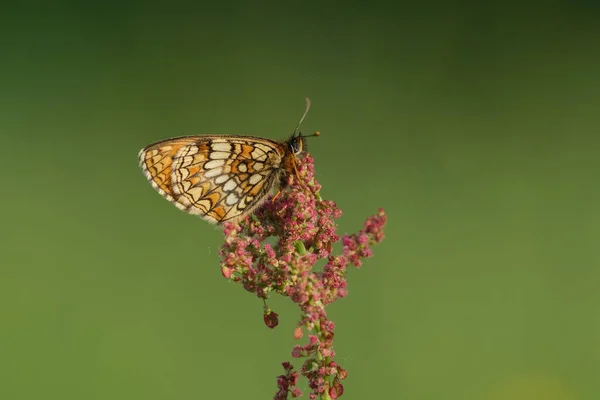 Doğadaki Fundalık Kelebeğin Bir Bitkinin Üzerinde Dinlenmesi Plana Odaklanmak Doğal — Stok fotoğraf