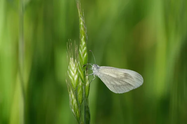 Drewniany Biały Motyl Bliska Spoczywający Roślinie Naturalne Tło — Zdjęcie stockowe