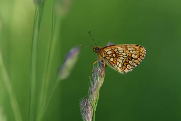 Zblízka Vřesoviště Fritillary Motýl Přírodě Odpočívá Rostlině Přírodní Zázemí — Stock fotografie