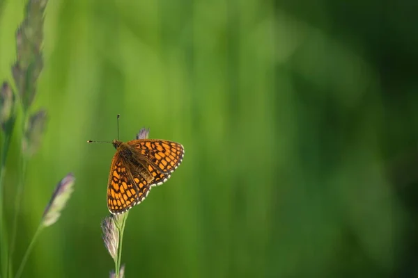 Heath Fritillary Kelebeği Doğadaki Bir Bitkinin Üzerinde Dinleniyor Izole Edilmiş — Stok fotoğraf