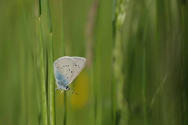 Petit Papillon Sur Brin Herbe Fond Vert Image Horizontale Papillon — Photo