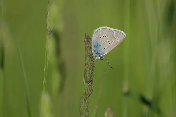 Osiris Papillon Bleu Dans Nature Reposant Sur Une Plante Environnement — Photo