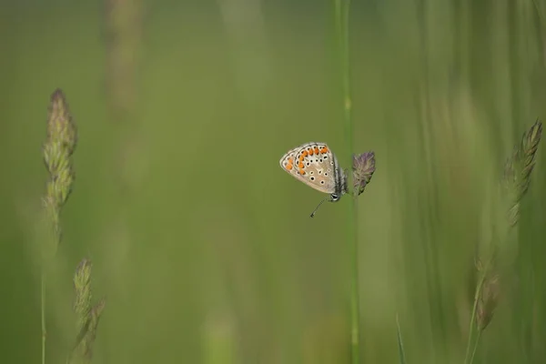 Doğadaki Bir Bitkinin Üzerinde Dinlenen Küçük Kelebek Yeşil Doğal Arka — Stok fotoğraf