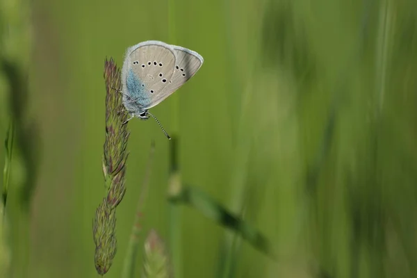 자연계에서 나비를 가까이 관찰하는 — 스톡 사진