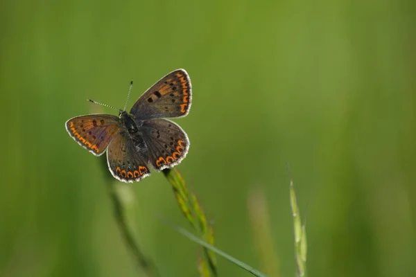 Крупный План Сырой Медной Бабочки Открытыми Крыльями Лежащей Растении Природе — стоковое фото