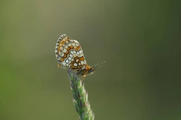 Zbliżenie Wrzosowiska Motyla Naturze Skupienie Się Pierwszym Planie Naturalne Tło — Zdjęcie stockowe