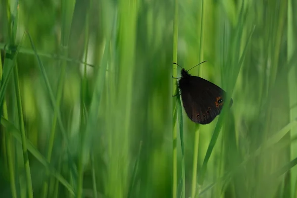 Лесная Бабочка Травинке Натуральный Зеленый Фон — стоковое фото