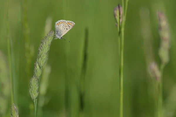 Gewöhnlicher Blauer Schmetterling Auf Einer Pflanze Natürlicher Hintergrund Winziger Bunter — Stockfoto
