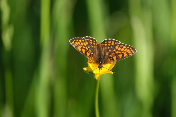 오렌지색 날개에 자연적으로 털북숭이 나비의 — 스톡 사진
