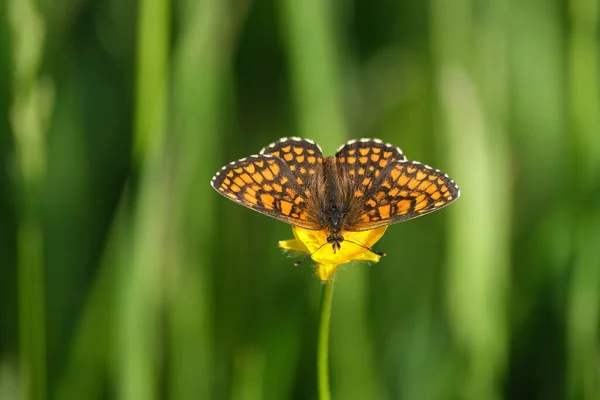 Farfalla Fritillare Heath Vicino Fiore Giallo Ali Aperte — Foto Stock