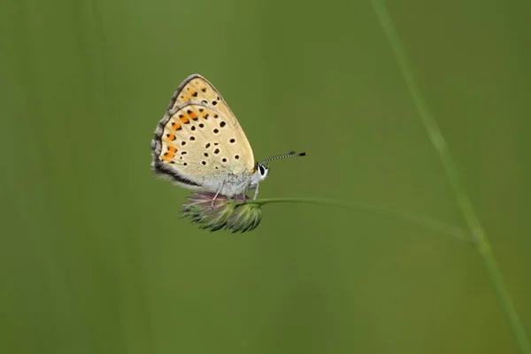Makro Zbliżenie Sadzy Miedziany Motyl Przyrodzie Zielone Naturalne Tło — Zdjęcie stockowe