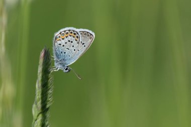 Doğada, yeşil arka planda, izole edilmiş bir bitki üzerinde dinlenen gümüş bir kelebeğin yakınına.