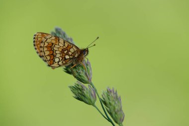 Doğada doğal yeşil arka planda izole edilmiş bir çalılık kelebeğinin Macro 'su.