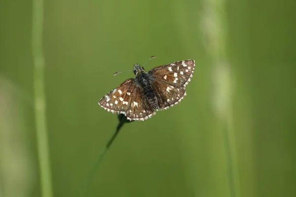 Крихітна Коричнева Метелик Спирається Рослину Природі Ізольована Зеленому Природному Фоні — стокове фото