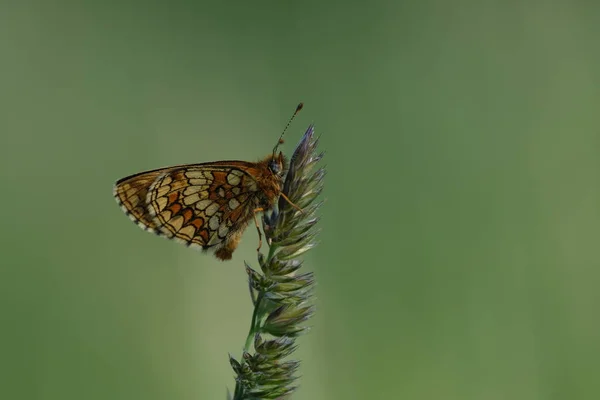 Närbild Heath Fritillary Fjäril Naturen Isolerad Från Naturligt Grön Bakgrund — Stockfoto