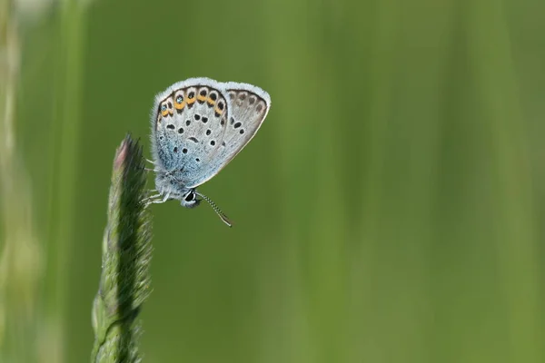 Κοντινό Πλάνο Μιας Ασημένιας Μπλε Πεταλούδας Στη Φύση Που Στηρίζεται — Φωτογραφία Αρχείου
