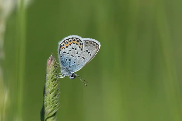 Κοντινό Πλάνο Μιας Ασημένιας Μπλε Πεταλούδας Στη Φύση Απομονωμένη Πράσινο — Φωτογραφία Αρχείου