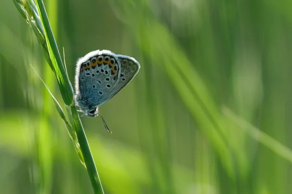 나비가 매크로 가까이 자연적으로 배경에 고립된 — 스톡 사진