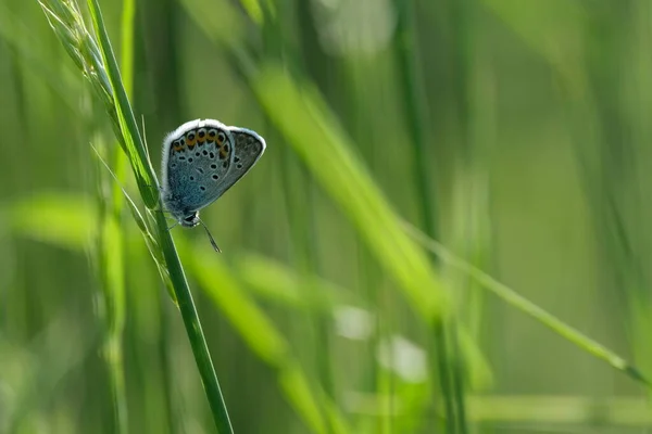 Ασημένιο Κατάσπαρτο Μπλε Πεταλούδα Στη Φύση Φυσικό Πράσινο Φόντο — Φωτογραφία Αρχείου