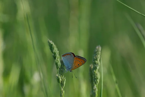 Grand Papillon Cuivre Dans Nature Sur Une Plante Gros Plan — Photo