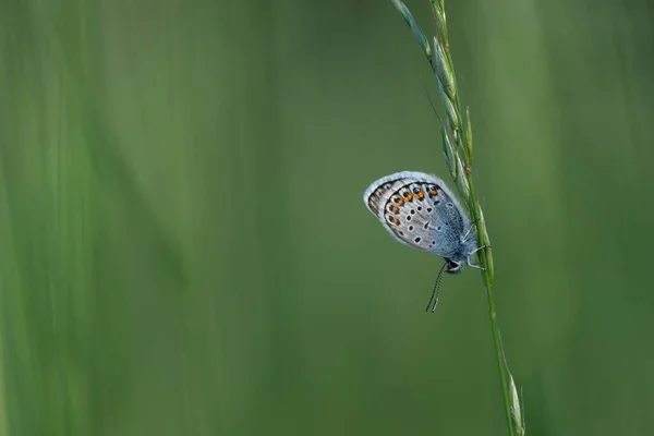 自然の中で銀のちりばめられた青い蝶のクローズアップ 自然の緑の背景 — ストック写真