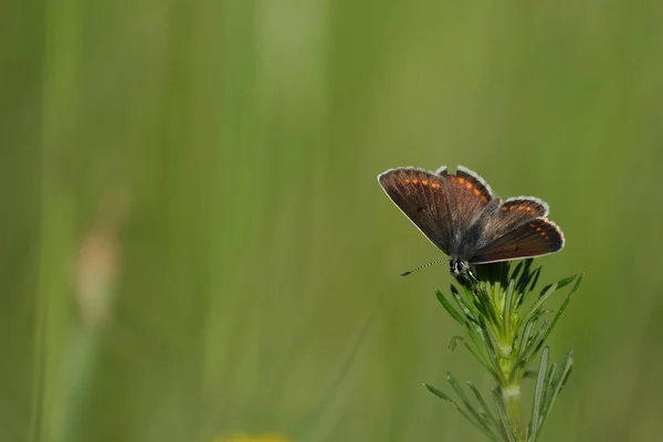 Papillon Argus Brun Ailes Ouvertes Reposant Sur Une Plante Fond — Photo