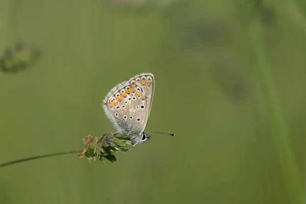 自然の中で植物上の一般的な青い蝶隔離された緑の背景 — ストック写真
