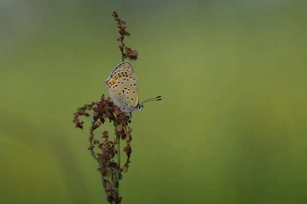 在大自然中 一只柔软的铜蝴蝶的近景 绿色背景 — 图库照片