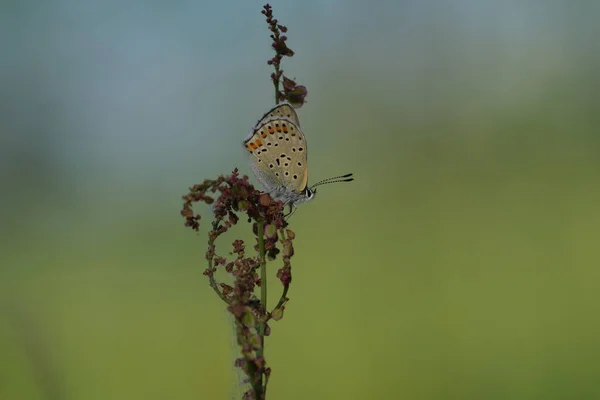 Doğadaki Sooty Copper Kelebeği Bir Bitki Üzerinde Vahşi Doğal Arka — Stok fotoğraf