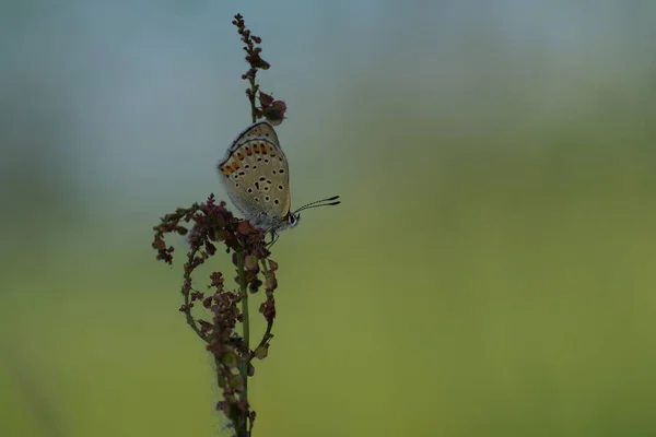 植物の勾配 自然の背景に休んで自然の中でスーシー銅蝶 — ストック写真