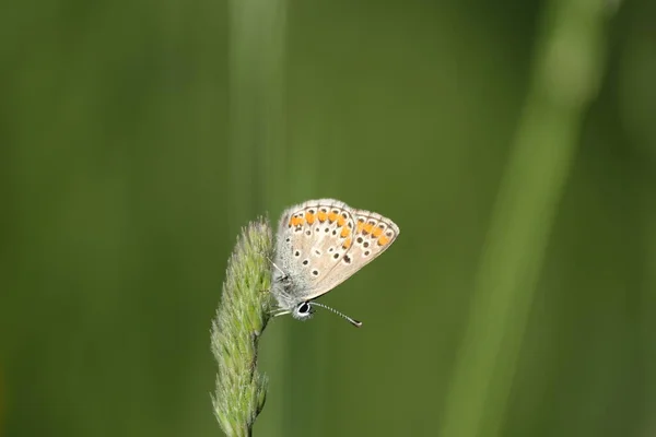 Gros Plan Papillon Bleu Commun Sur Une Plante Verte Dans — Photo