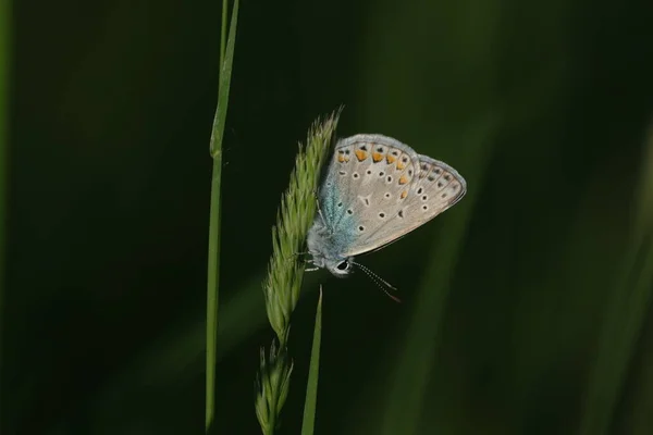 Mariposa Azul Común Naturaleza Fondo Natural Oscuro — Foto de Stock