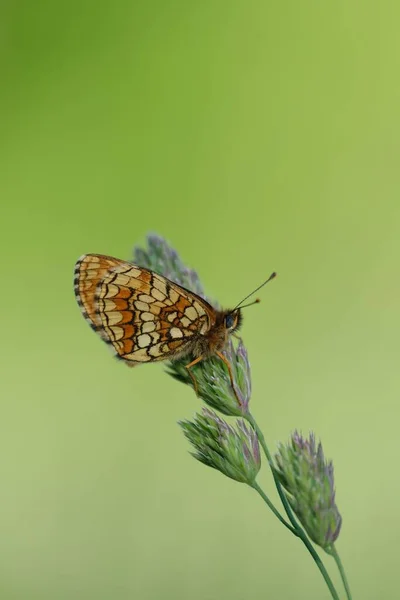 Függőleges Közelről Egy Heath Fritilláris Pillangó Természetes Zöld Háttér — Stock Fotó