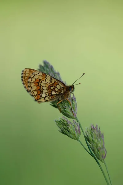 Immagine Verticale Una Farfalla Fritillare Brughiera Appoggiata Uno Sfondo Naturale — Foto Stock