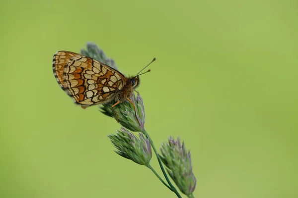 Macro Close Heath Fritillary Butterfly Nature Isolated Natural Green Background — Stock Photo, Image