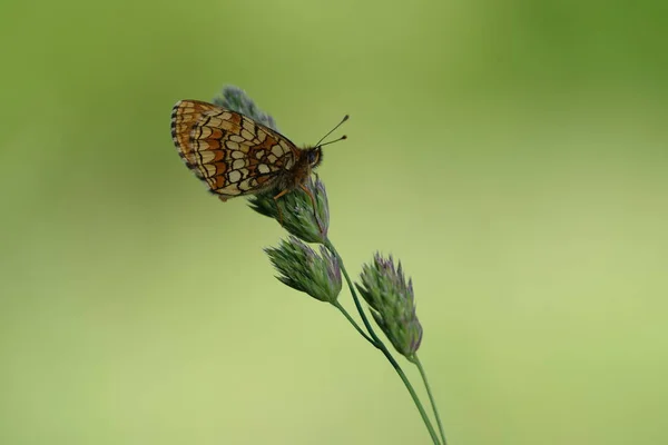 Macro Primo Piano Una Farfalla Fritillare Brughiera Natura Sfondo Naturale — Foto Stock