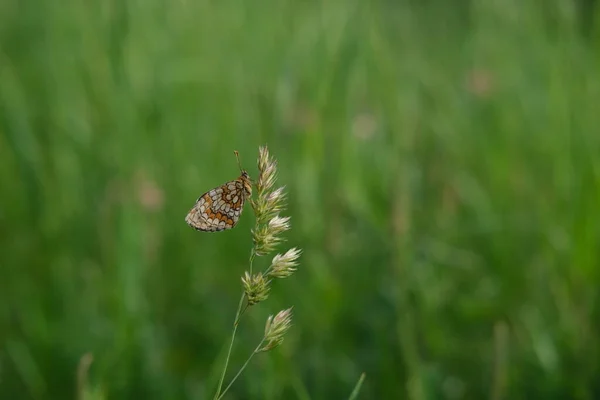 Барвистий Помаранчевий Білий Метелик Відпочиває Рослину Природі Природний Фон — стокове фото