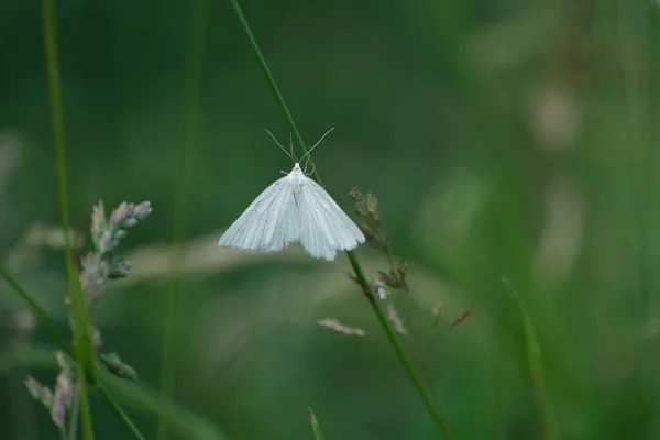 黒ブドウの母 自然の中で大きな白い蛾 自然背景 — ストック写真