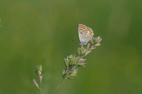 Blisko Wspólnego Niebieskiego Motyla Przyrodzie Naturalne Zielone Tło — Zdjęcie stockowe